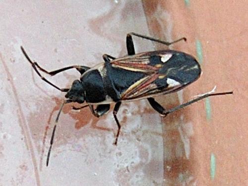 Raglius tristis