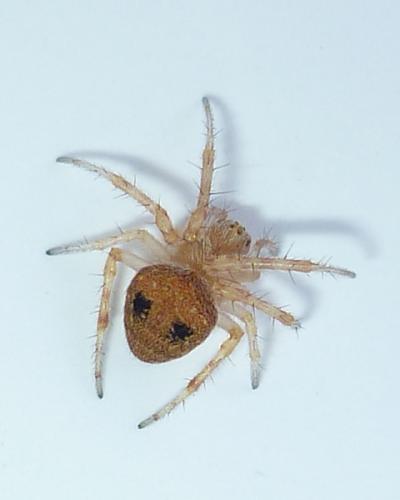 Réf. 67 822 : Araneus sp.