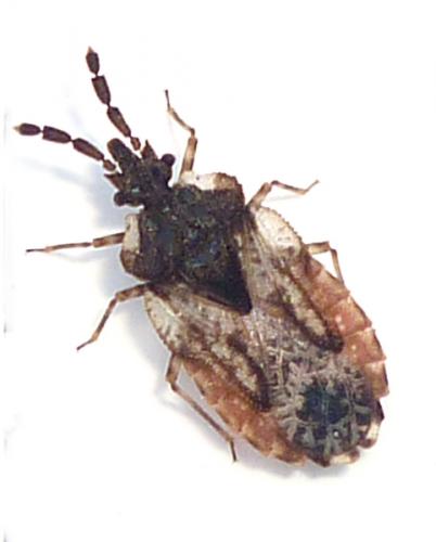 Aradus depressus
