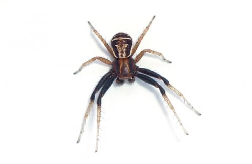 Réf. 67 961 : Xysticus ulmi