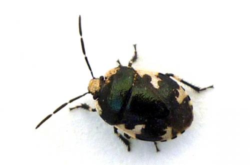 Tritomegas rotundipennis