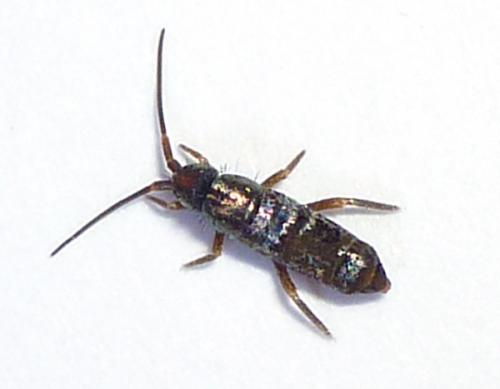 Tomocerus minor