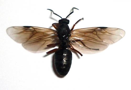 Réf. 67 427 : Formica sp.