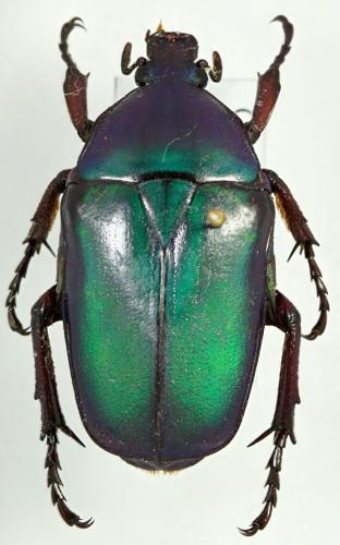 Rhomborhina sp.