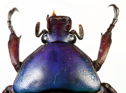 Rhomborhina sp.