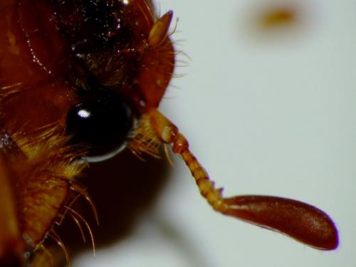 Rhizotrogus cicatricosus