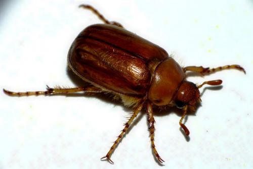 Réf. 67 183 : Rhizotrogus cicatricosus