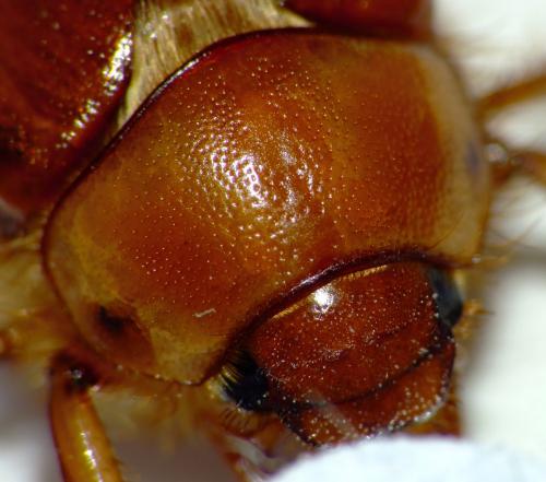 Rhizotrogus cicatricosus