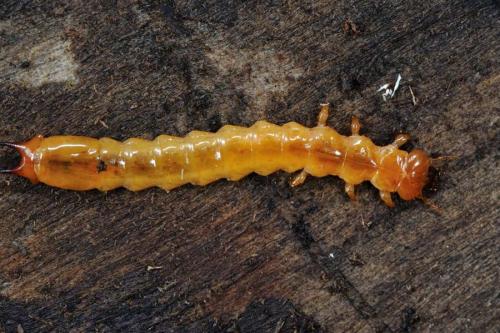 Réf. 67 250 : Pyrochroa sp.