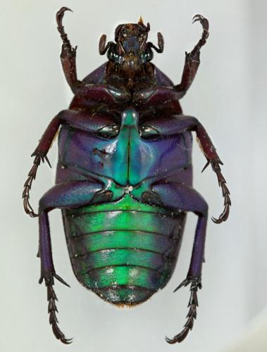 Rhomborhina sp.