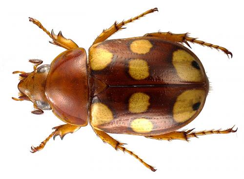 Réf. 67 666 : Cyclocephala ocellata