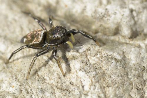 Réf. 67 348 : Heliophanus sp.