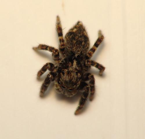 Réf. 67 166 : Pseudeuophrys erratica