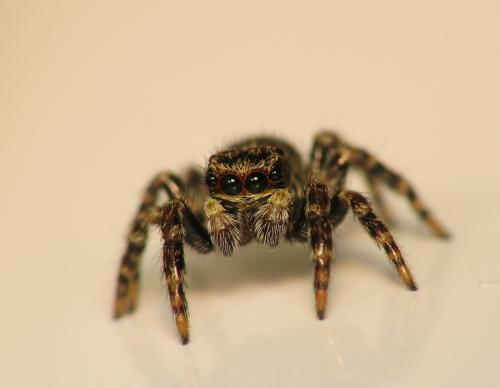 Réf. 67 167 : Pseudeuophrys erratica