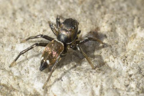 Réf. 67 349 : Heliophanus sp.