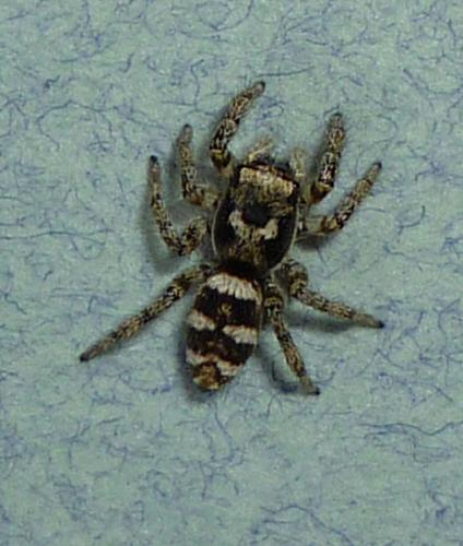 Réf. 67 048 : Salticus scenicus