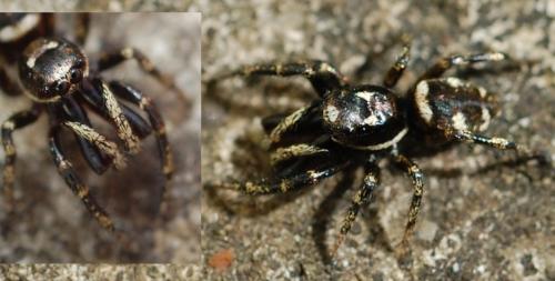 Salticus scenicus