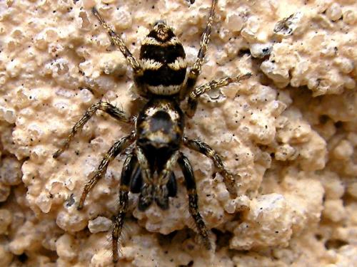 Réf. 67 638 : Salticus scenicus