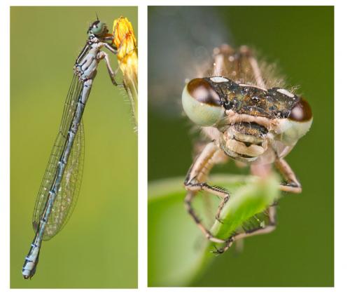 Coenagrion sp.