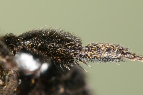 Andrena thoracica