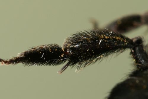 Andrena thoracica