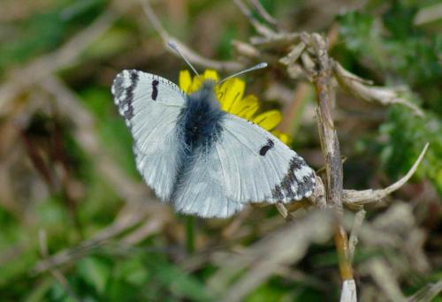 Réf. 67 006 : Euchloe crameri