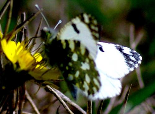 Euchloe crameri