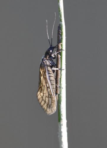 Sialis sp.