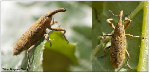 Réf. 67 868 : Lixus pulverulentus