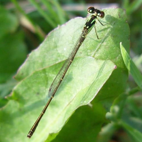 Réf. 67 466 : Ischnura posita
