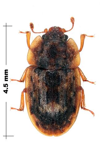 Réf. 67 813 : Soronia grisea