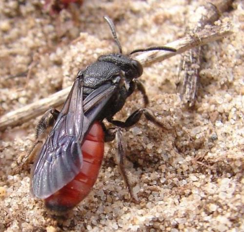 Réf. 67 301 : Sphecodes albilabris