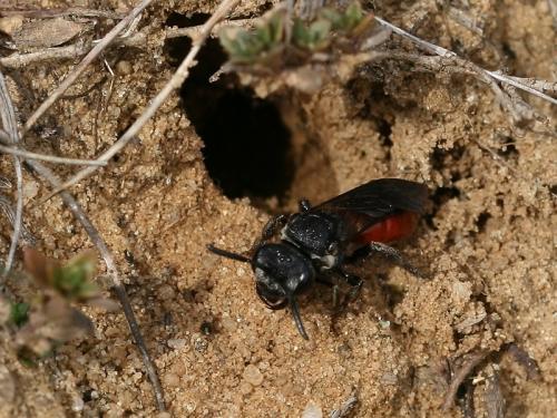 Réf. 67 934 : Sphecodes sp.
