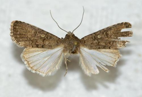 Réf. 67 303 : Spodoptera cilium