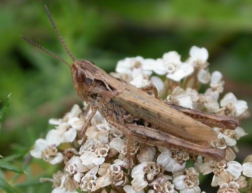 Chorthippus apricarius apricarius