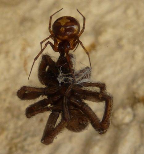Réf. 67 675 : Steatoda triangulosa