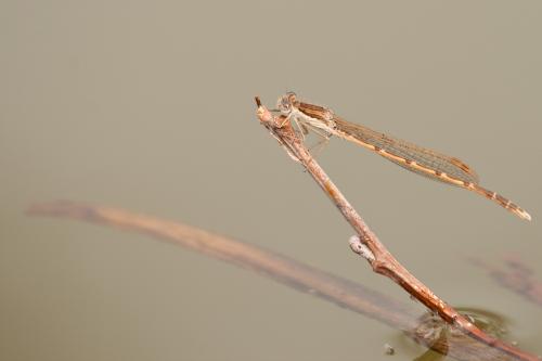 Réf. 67 539 : Sympecma fusca