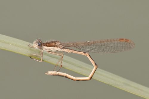 Réf. 67 540 : Sympecma fusca