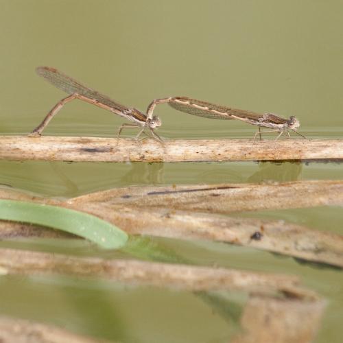 Sympecma fusca