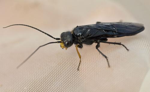 Acantholyda sp.