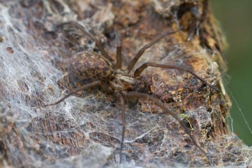 Tegenaria sp.