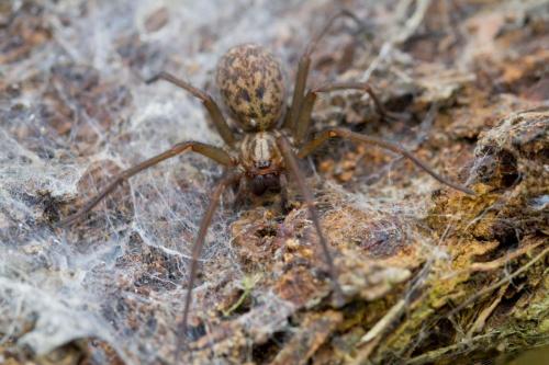 Tegenaria sp.