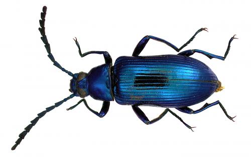 Otocerus cyanescens