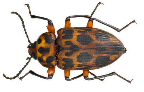 Réf. 67 720 : Cymatothes sp.