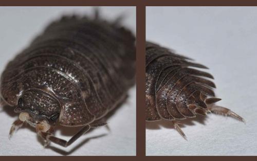 Trachelipus arcuatus