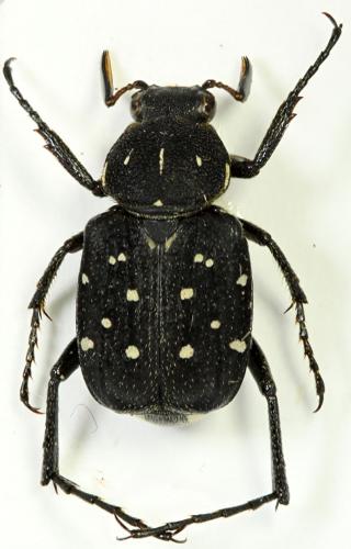 Réf. 67 085 : Paratrichius sp.