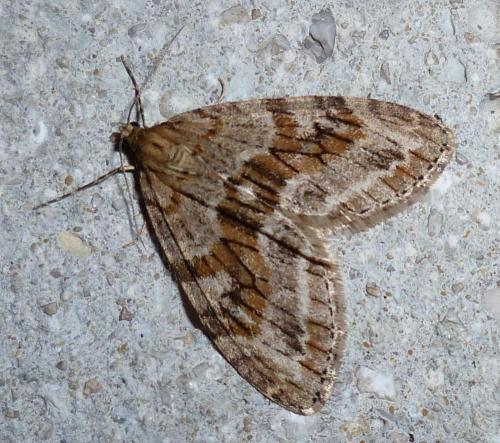 Réf. 67 015 : Trichopteryx polycommata
