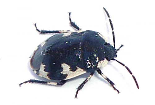 Tritomegas rotundipennis