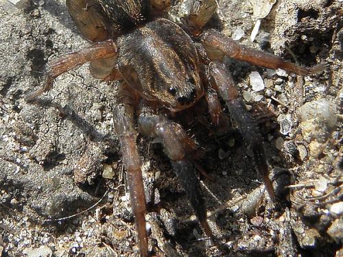 Trochosa sp.