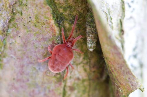 Réf. 67 659 : Allothrombium sp.